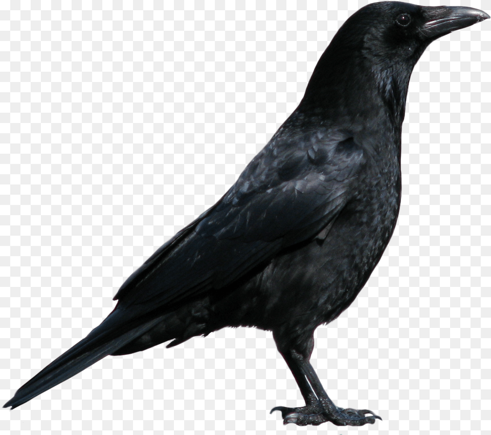 Background Crow, Animal, Bird, Blackbird Png Image
