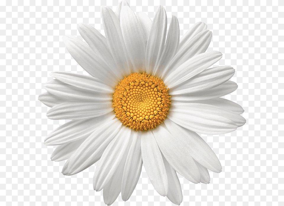 Background Daisy, Flower, Plant, Petal, Anemone Free Png