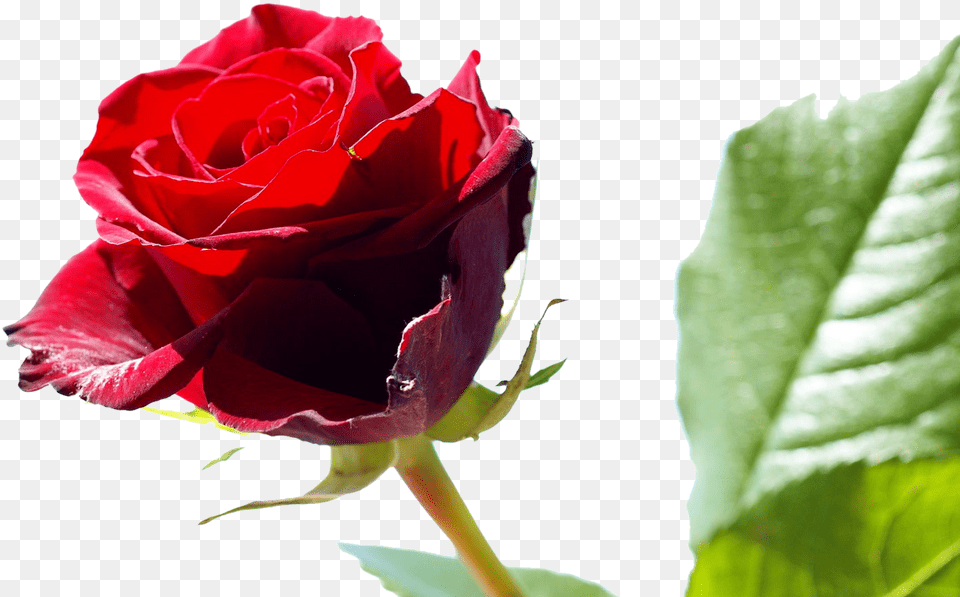 Background Design Red Rose Background, Flower, Plant Free Transparent Png