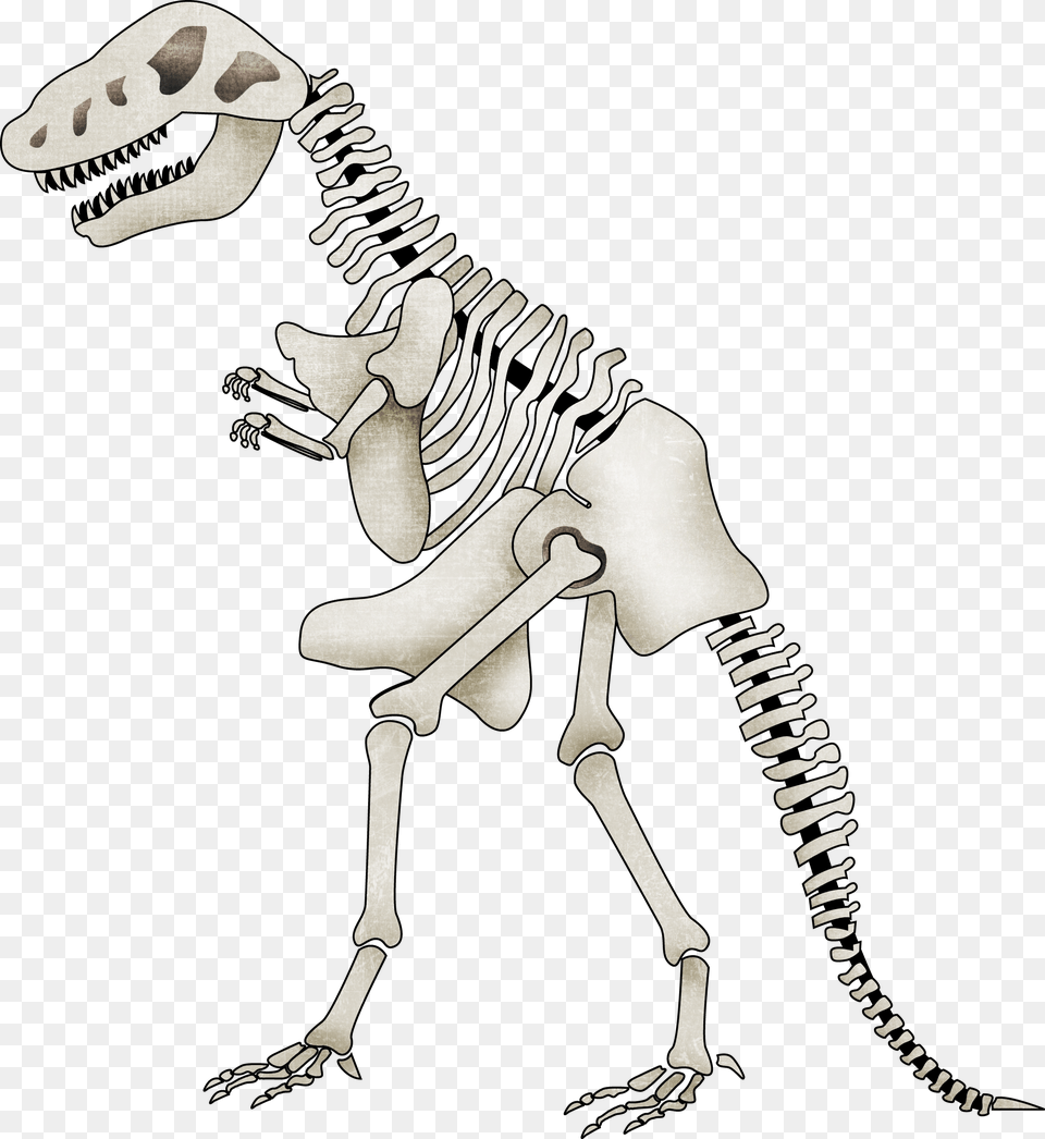 Background Dinosaur Skeleton Clipart, Animal, Reptile Png Image