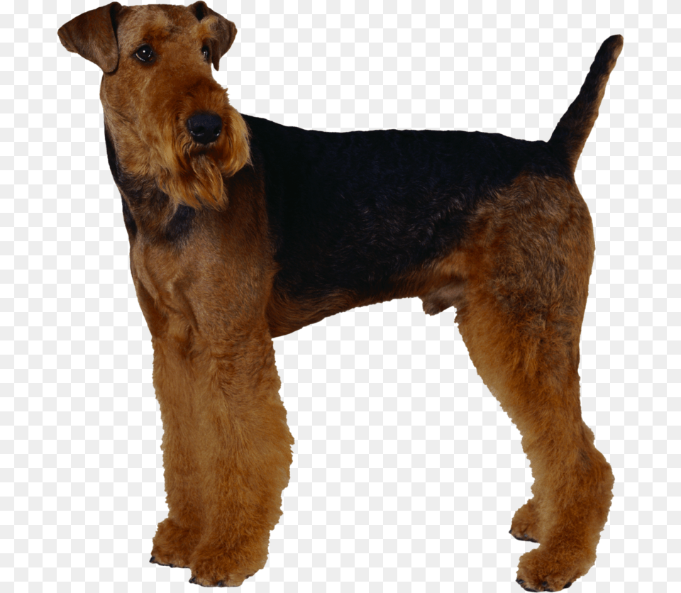 Background Dogs Dog Transparent Airedale Terrier, Animal, Canine, Mammal, Pet Png Image