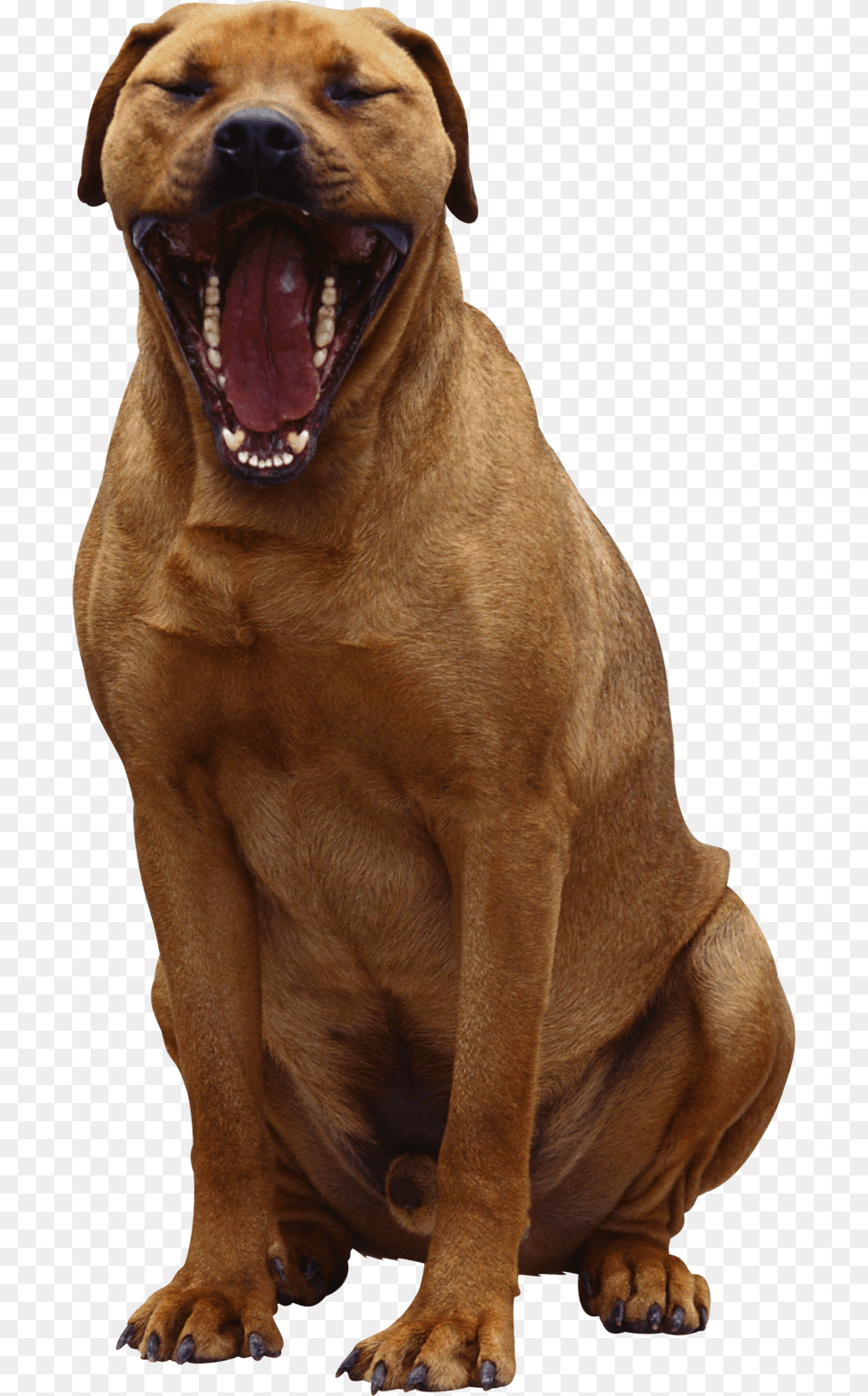 Background Dogs Dog Transparent Dog, Animal, Canine, Mammal, Pet Free Png Download