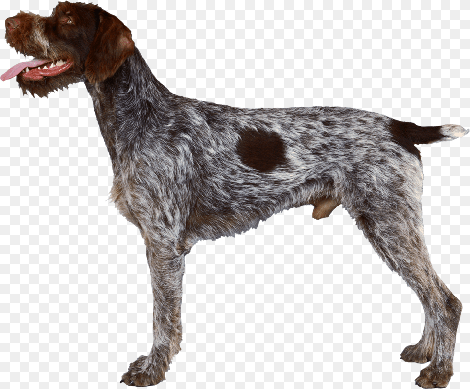 Background Dogs Dog Transparent German Wirehaired Pointer Profile, Animal, Canine, Mammal, Pet Png Image