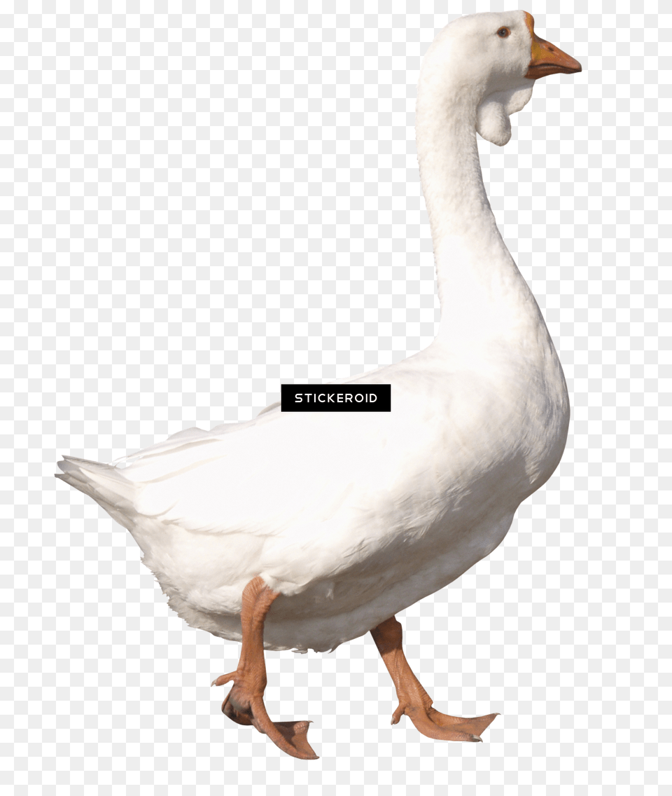 Background Duck Goose White Background, Animal, Bird, Waterfowl, Anseriformes Free Transparent Png