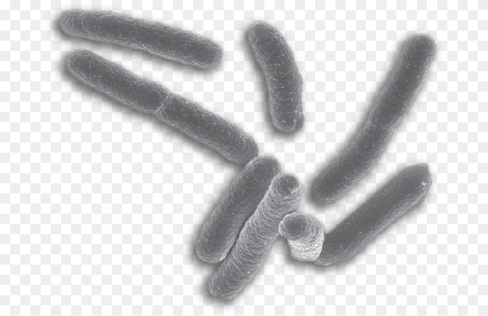 Background E Coli Bacteria Png