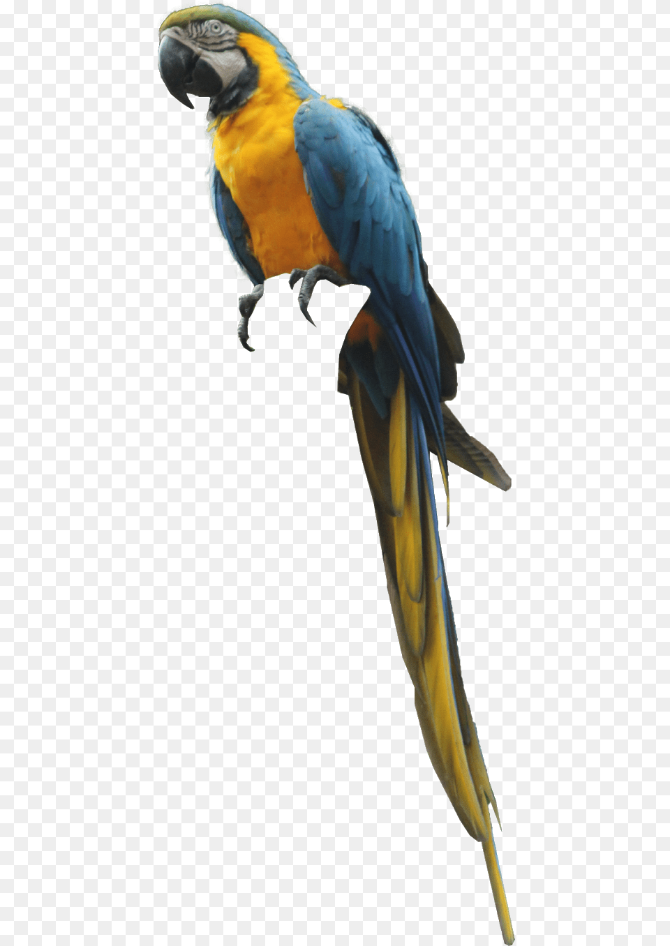 Background Editing Photo Download Parrot, Animal, Bird, Macaw Free Transparent Png