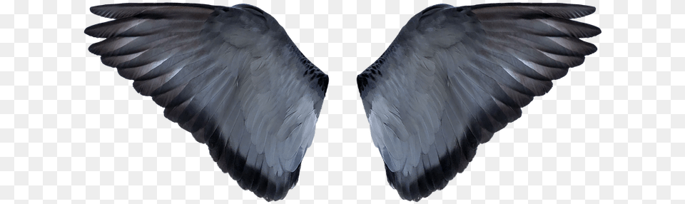Background Editing Wings Hd, Animal, Bird, Vulture Png Image