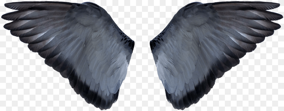 Background Editing Wings Hd, Animal, Bird, Vulture, Beak Free Transparent Png