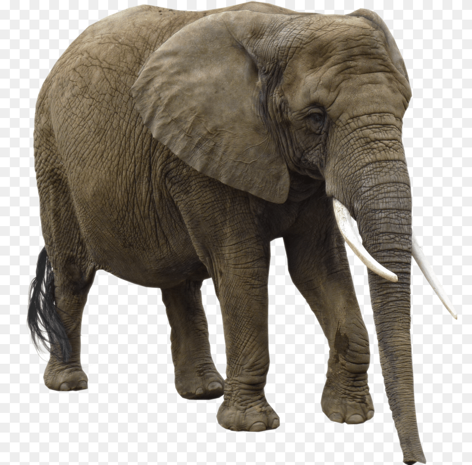 Background Elephant African Bush Elephant, Animal, Mammal, Wildlife Png Image