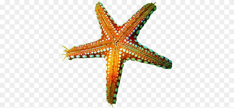 Background Etoile De Mer, Animal, Sea Life, Invertebrate, Starfish Free Png Download