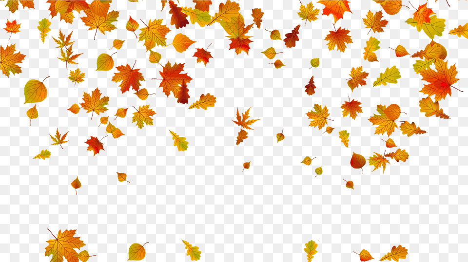 Background Fall Leaves, Leaf, Plant, Tree, Maple Png