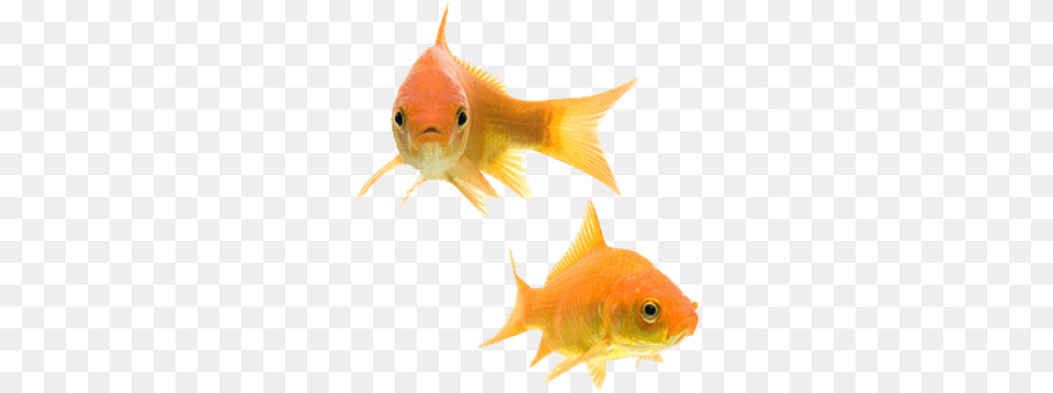 Background Fish, Animal, Sea Life, Goldfish Png