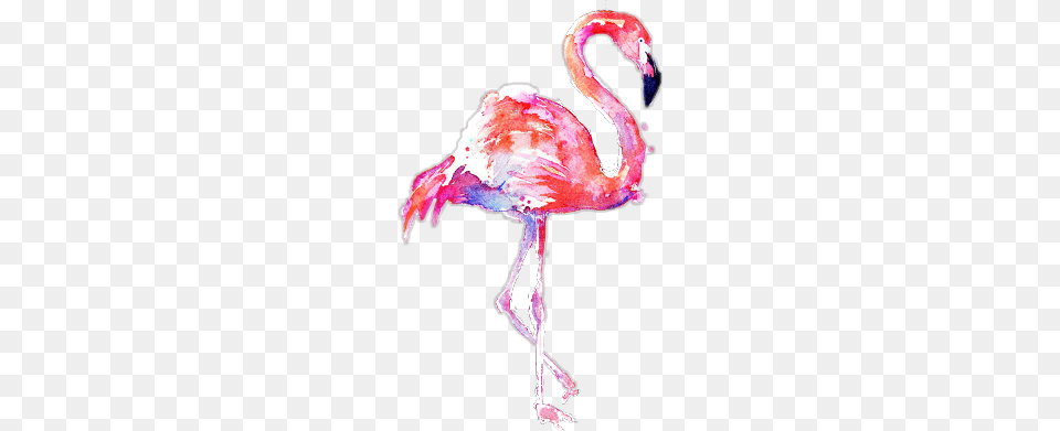 Background Flamingo Clipart, Animal, Bird, Beak Free Png Download