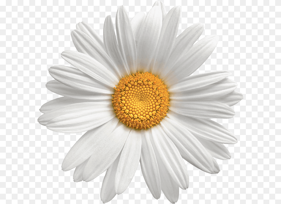 Background Flower Daisy, Plant, Petal, Anemone Png