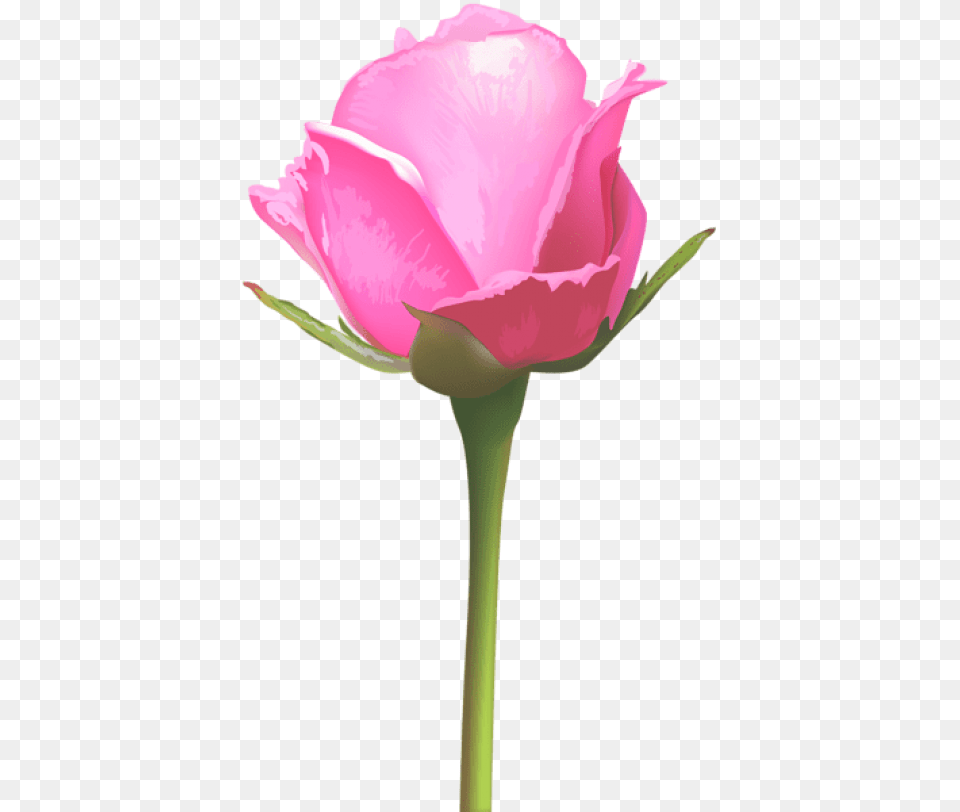 Background Flower Images, Plant, Rose, Petal, Person Png