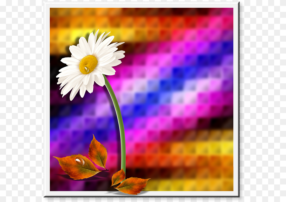 Background Flower Leaves Flowers Reason Design, Daisy, Plant, Petal, Anemone Free Png