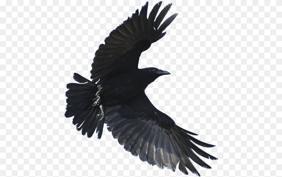 Background Flying Crow, Animal, Bird, Blackbird Free Png Download