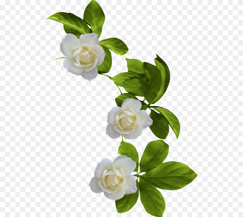 Background Gardenia, Flower, Petal, Plant, Rose Png Image