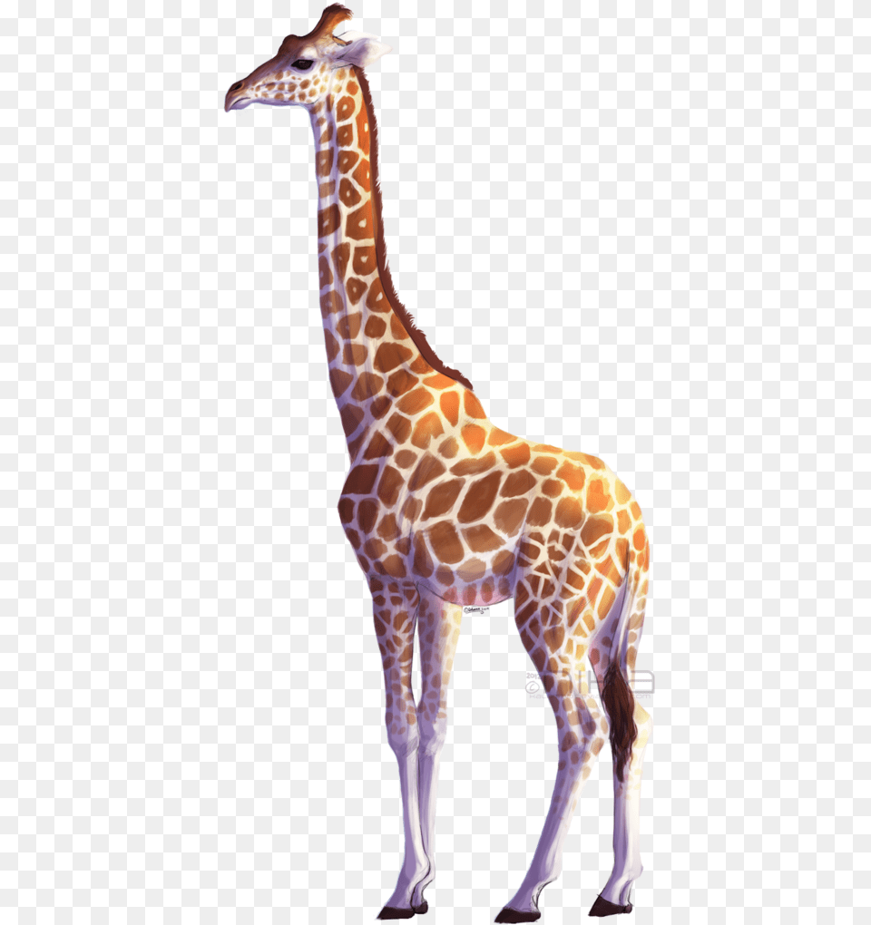 Background Giraffe Transparent Background, Animal, Mammal, Wildlife Png Image