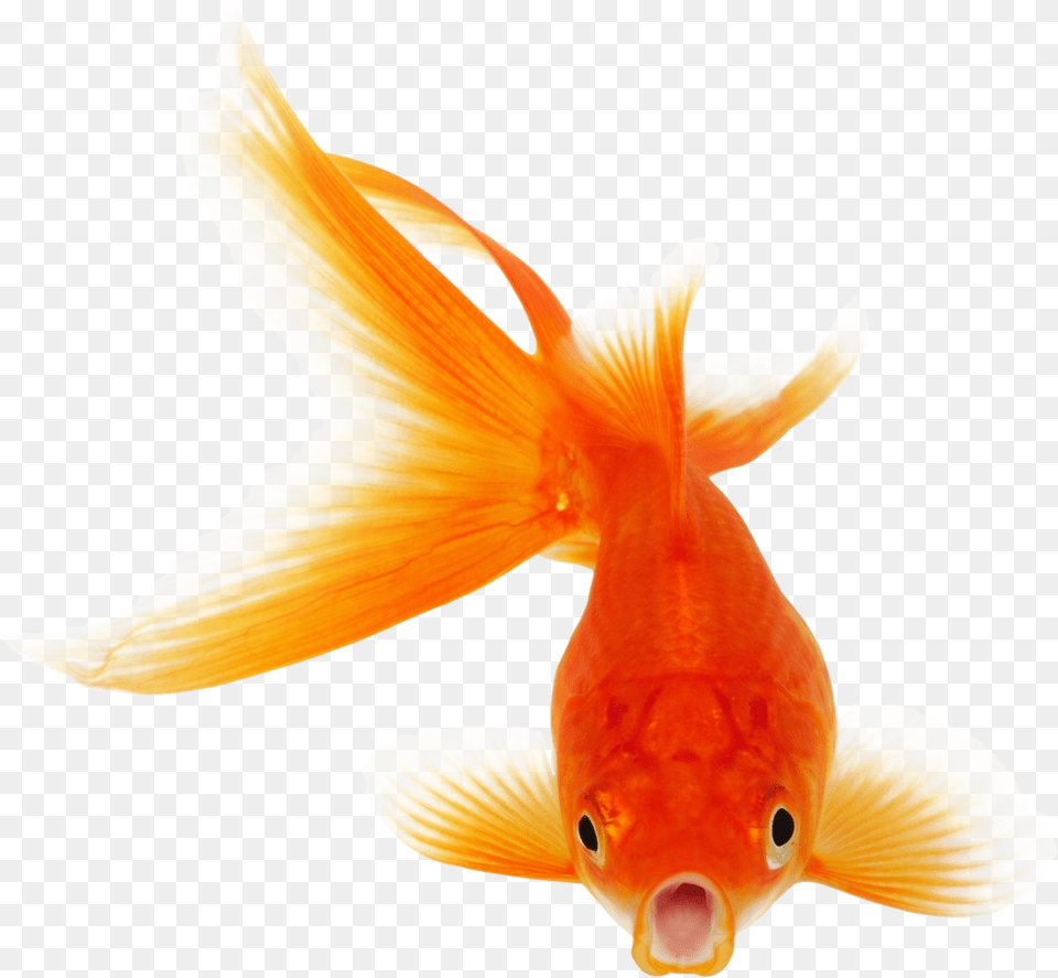 Background Goldfish Transparent Real Fish Clipart, Animal, Sea Life Free Png