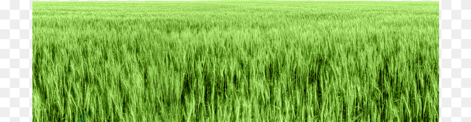 Background Grass Paddy Field, Plant, Vegetation, Land, Nature Free Transparent Png