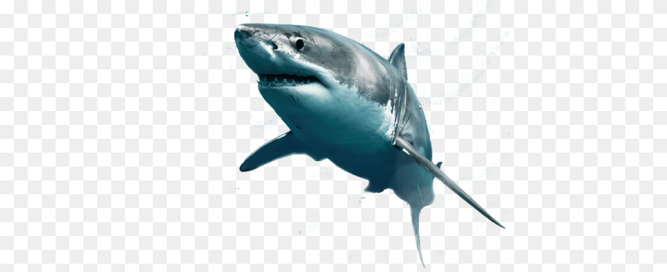 Background Great White Shark White Background, Animal, Sea Life, Fish, Great White Shark Free Transparent Png