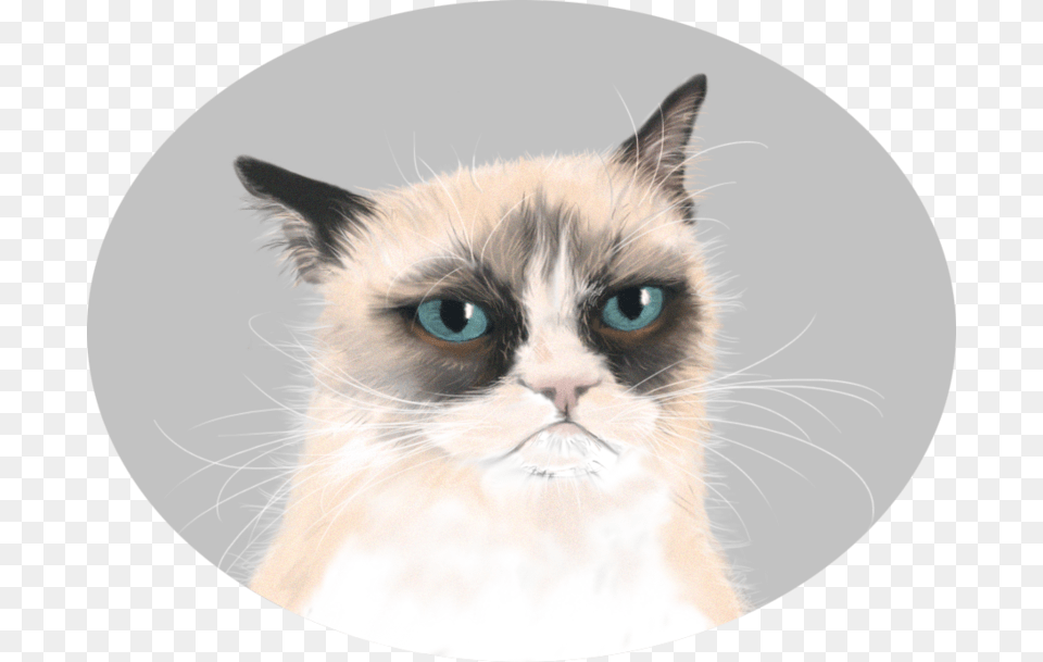 Background Grumpy Cat, Animal, Mammal, Pet, Kitten Free Png Download