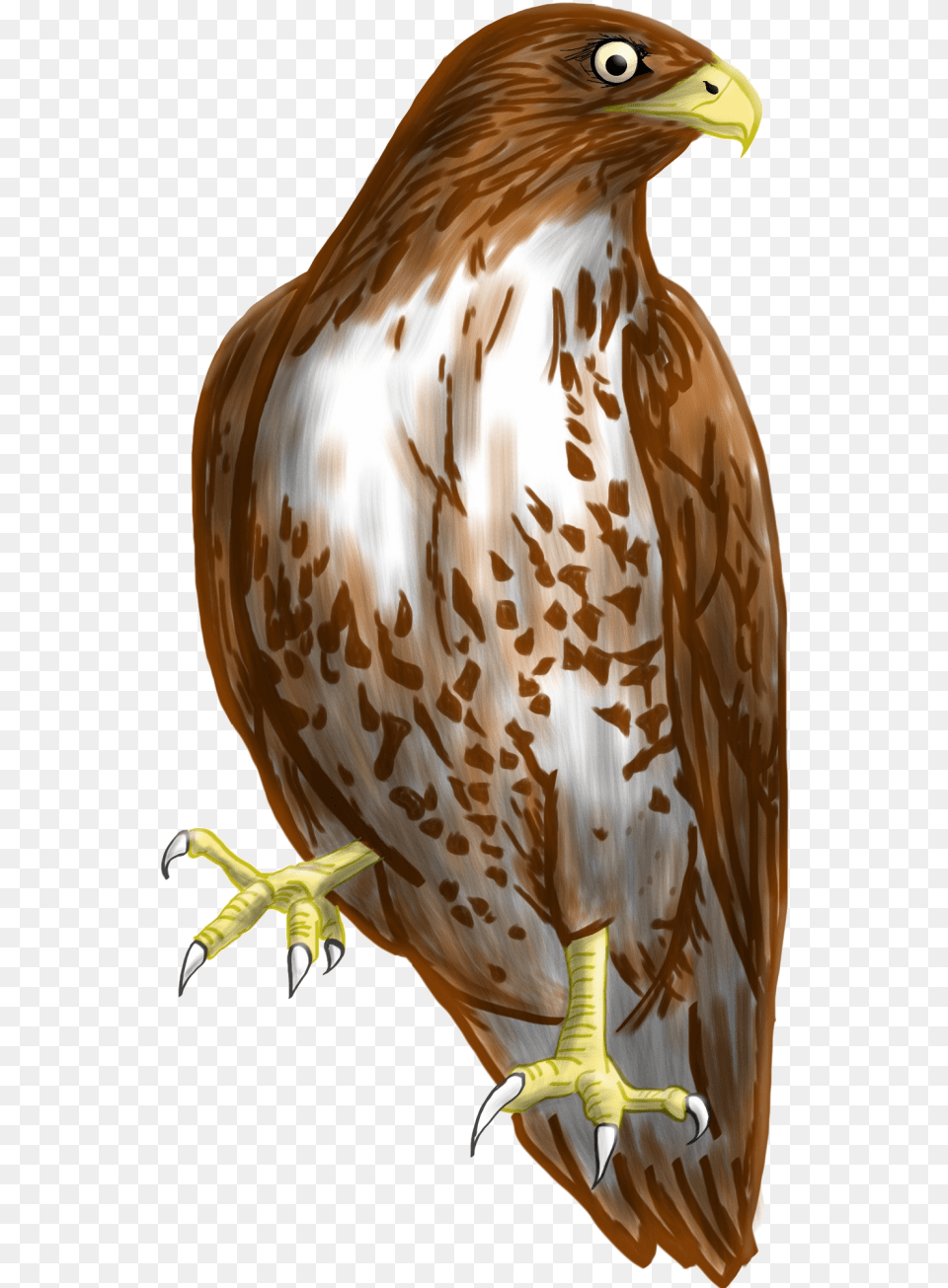 Background Hawk Clipart Hawk Clipart Background, Animal, Bird, Buzzard, Kite Bird Free Transparent Png
