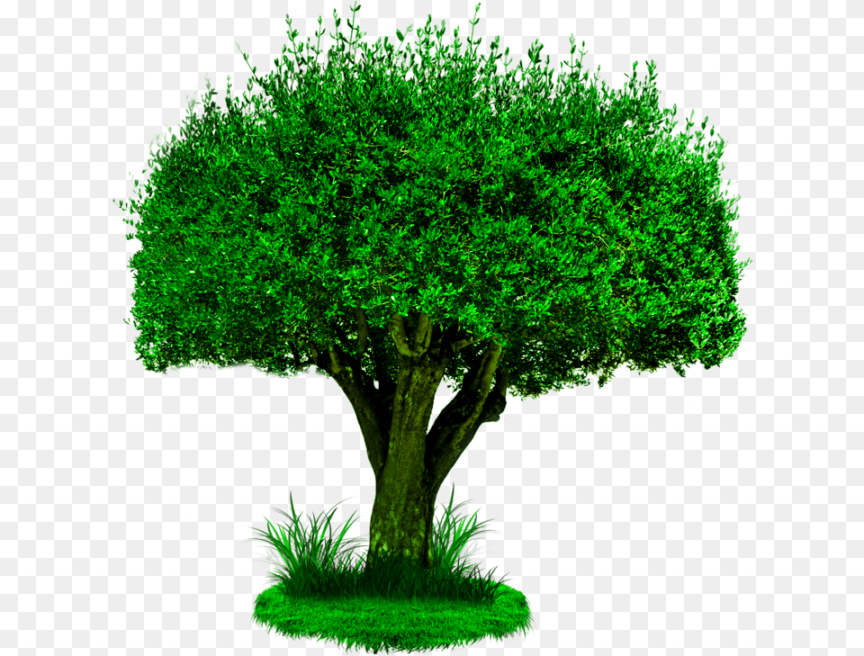 Background Hd Photoshop Tier3xyz Plant Trees Climate Change, Tree, Vegetation, Green, Grass Png Image