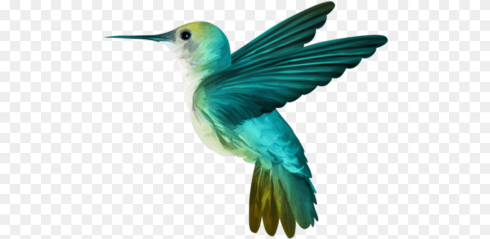 Background Hummingbird, Animal, Bird, Beak Png Image
