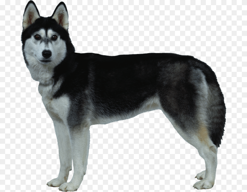 Background Husky Dog, Animal, Canine, Mammal, Pet Free Transparent Png