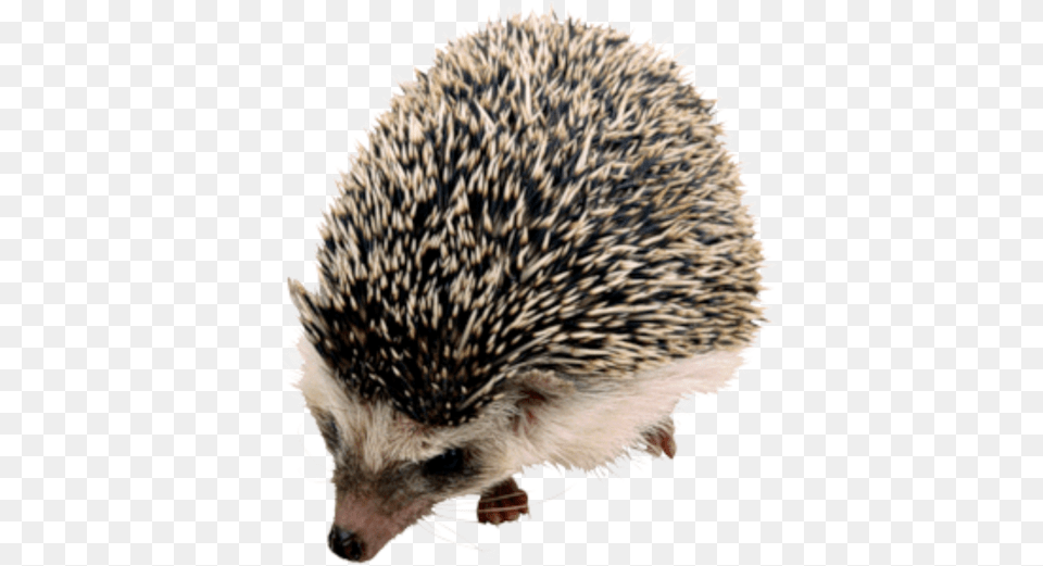 Background Image Hedgehog, Animal, Mammal, Bird, Porcupine Png