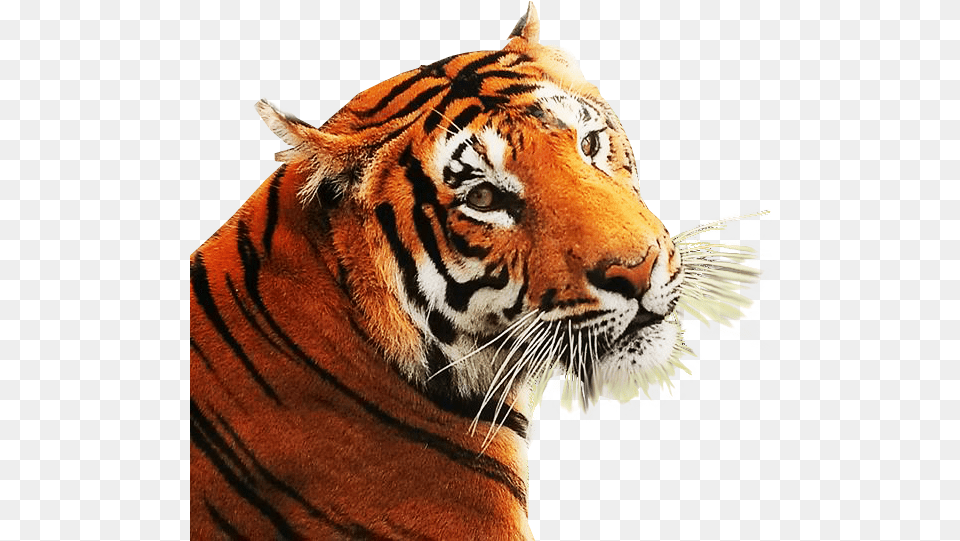 Background Web Design Graphics Angry Tiger, Animal, Mammal, Wildlife Png Image