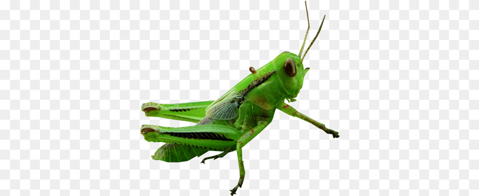 Background Images Grasshopper, Animal, Insect, Invertebrate, Cricket Insect Free Png