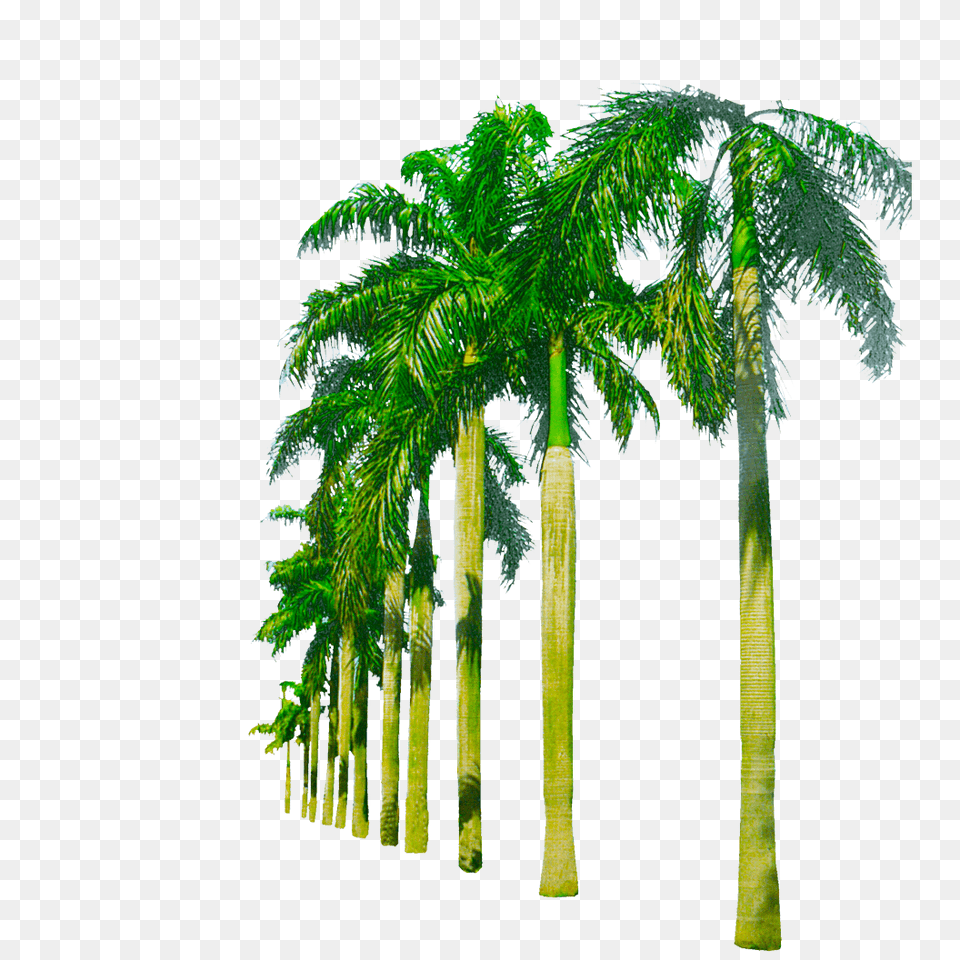 Background Images Picture Beach Trees, Palm Tree, Plant, Tree, Vegetation Free Png