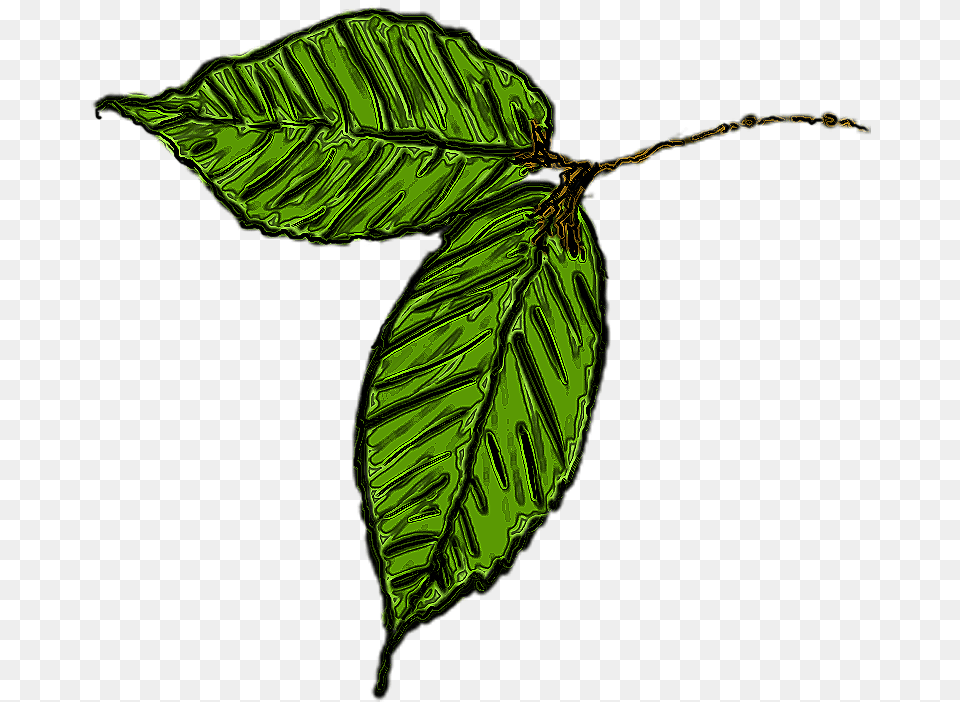 Background In A Picture Leaf Background Green, Plant, Tree, Annonaceae Png Image