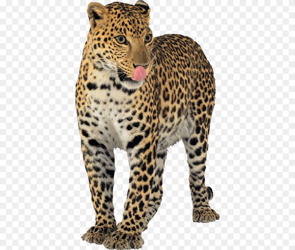 Background Jaguar, Animal, Mammal, Panther, Wildlife Free Png