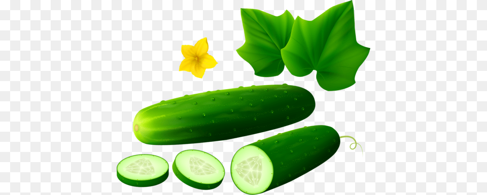 Background Lds Clipart Collection, Cucumber, Food, Plant, Produce Png