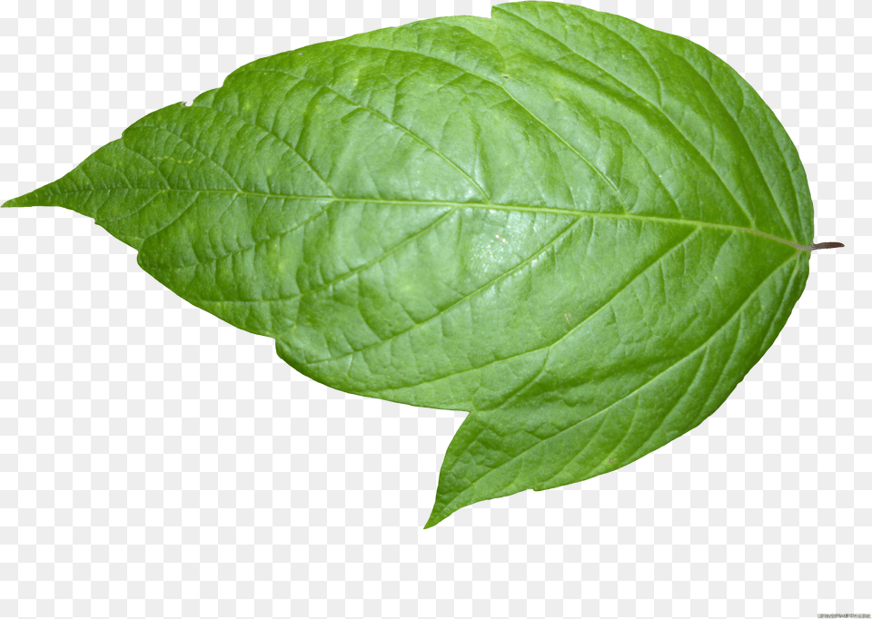 Background Leaf Transparent Transparent Background Leaf Png Image