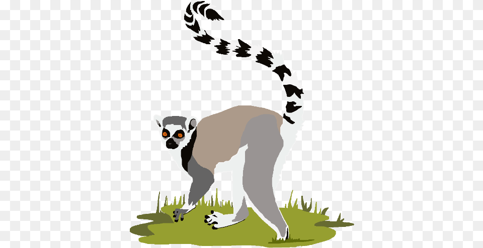 Background Lemur, Animal, Mammal, Wildlife, Baby Png