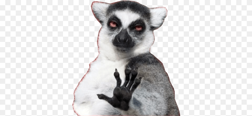 Background Lemur Internet Meme, Animal, Mammal, Wildlife, Kangaroo Png