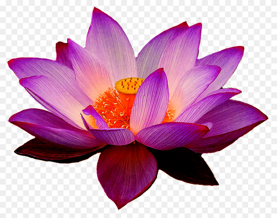Background Lotus Flower, Dahlia, Petal, Plant, Lily Free Png