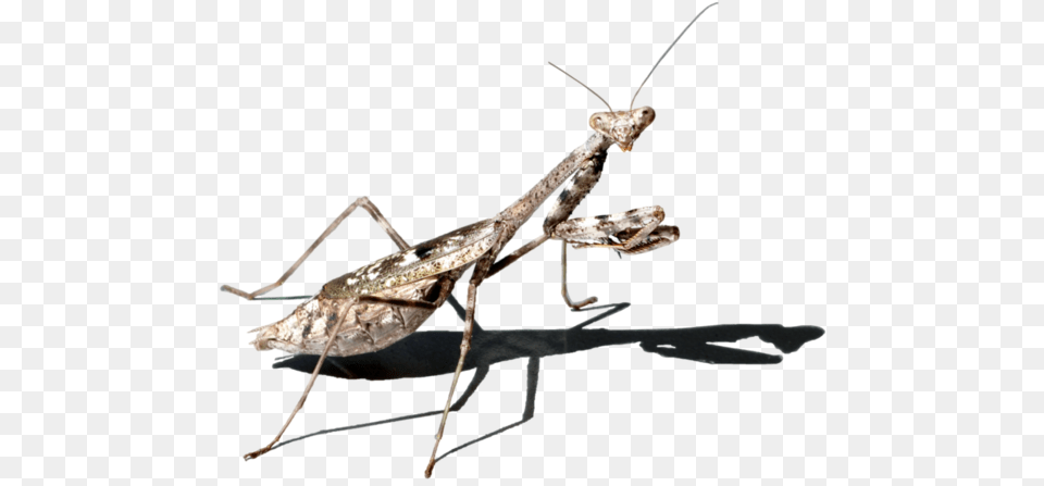 Background Mantis Transparent Stock Photography, Animal, Insect, Invertebrate, Cricket Insect Png Image