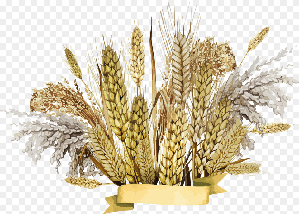 Background Millet, Food, Grain, Plant, Produce Free Png Download