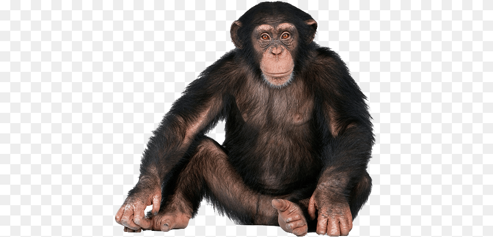 Background Monkey, Animal, Ape, Mammal, Wildlife Free Png