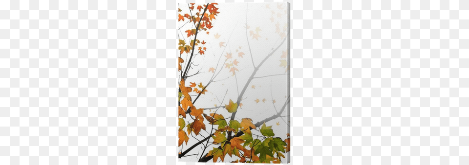 Background Of Fall Maple Leaves And Tree Branches Canvas Fall Background, Leaf, Plant, Maple Leaf Free Png