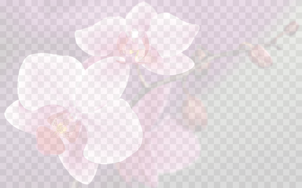 Background Orquideas Moth Orchid, Flower, Plant, Geranium Png