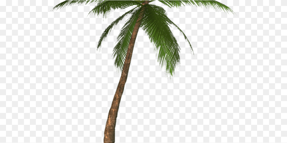Background Palm Tree, Palm Tree, Plant, Leaf, Outdoors Png Image