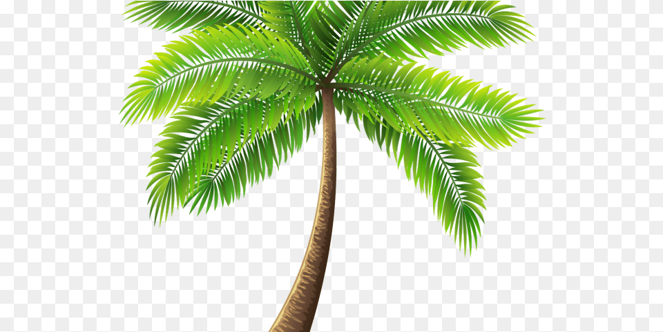Background Palm Tree, Leaf, Palm Tree, Plant, Vegetation Free Transparent Png