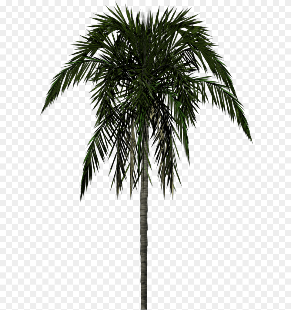 Background Palm Tree Render, Palm Tree, Plant Free Transparent Png